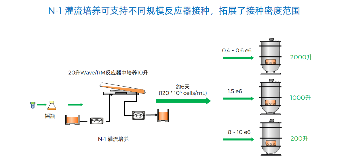 N-1 灌流培养可支持不同规模反应器接种，拓展了接种密度范围
